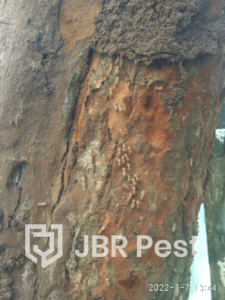 Jasa Pembasmi Rayap, Jasa Suntik Rayap Drill Injection - JBR Pest Control