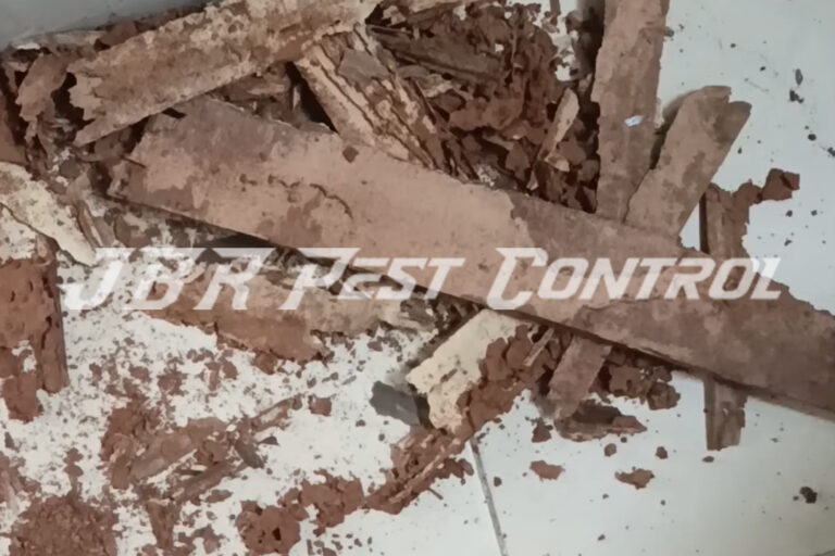 Treatment Jasa Anti Rayap Drill Injection di BSD CITY